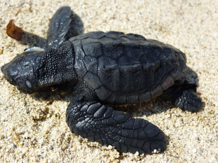 zakynthos-turtle-spotting-cruise-on-a-glass-bottom-boat