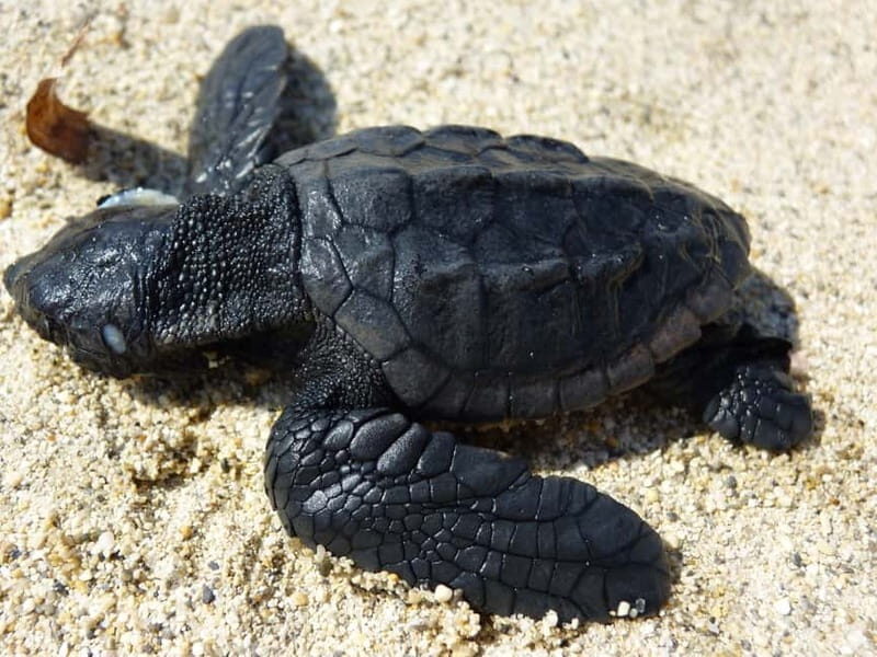 Zakynthos: Turtle Spotting Cruise with Glass-Bottom Boat - What to Expect from the Tour