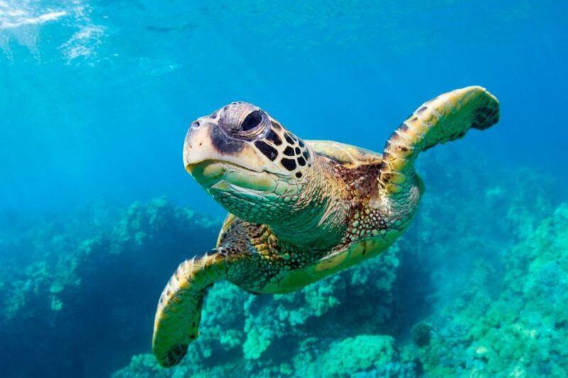 zakynthos-turtle-spotting-marathonisi-keri-caves-cruise