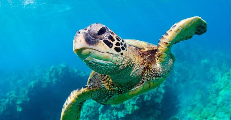 zakynthos-turtle-spotting-marathonisi-keri-caves-cruise