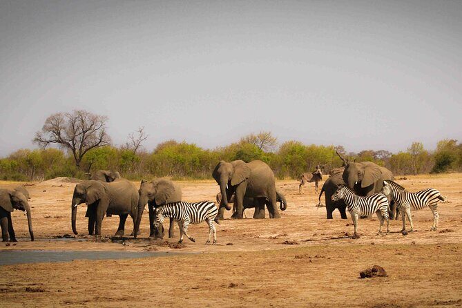 Zambezi National Park AM or PM Game Drive - Insights from Reviews