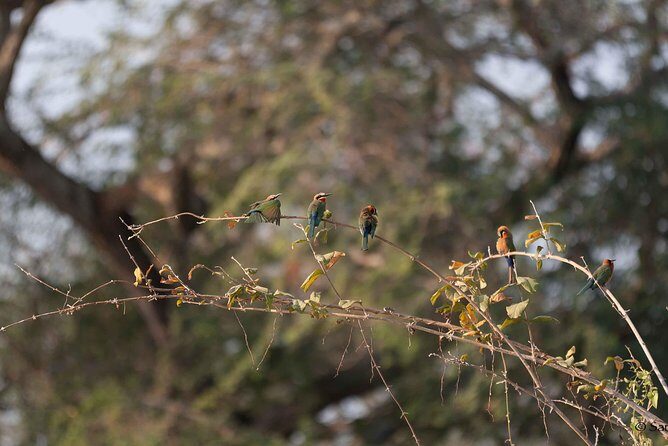 Zambezi National Park Game Drive AM /PM - An Overview of the Zambezi National Park Game Drive