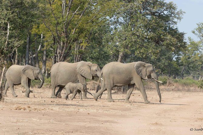 Zambezi National Park Game Drive AM /PM - Why We Think This Tour Is Worth It
