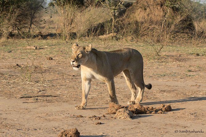 Zambezi National Park Game Drive AM /PM - The Sum Up