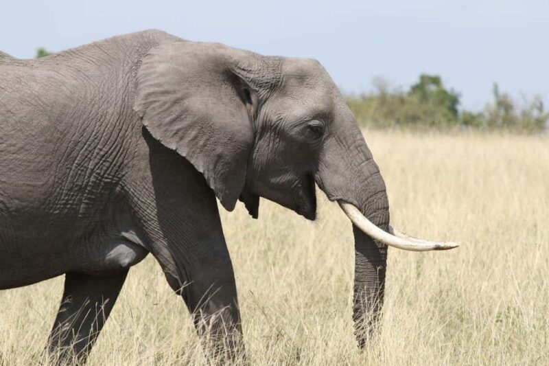 Zambezi National Park Private Wildlife Safari (4 - 10 hours) - Exploring the Zambezi National Park Private Wildlife Safari: A Detailed Review