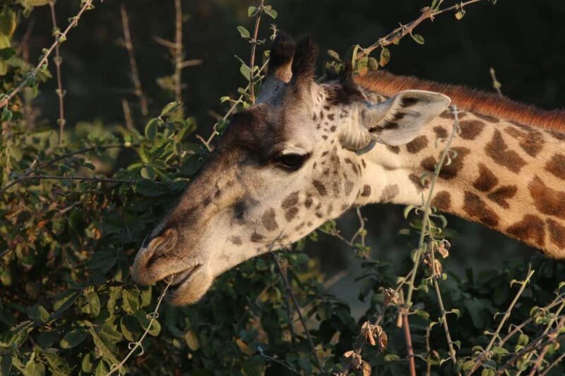 Zambezi National Park Private Wildlife Safari (4 - 10 hours) - Key Points