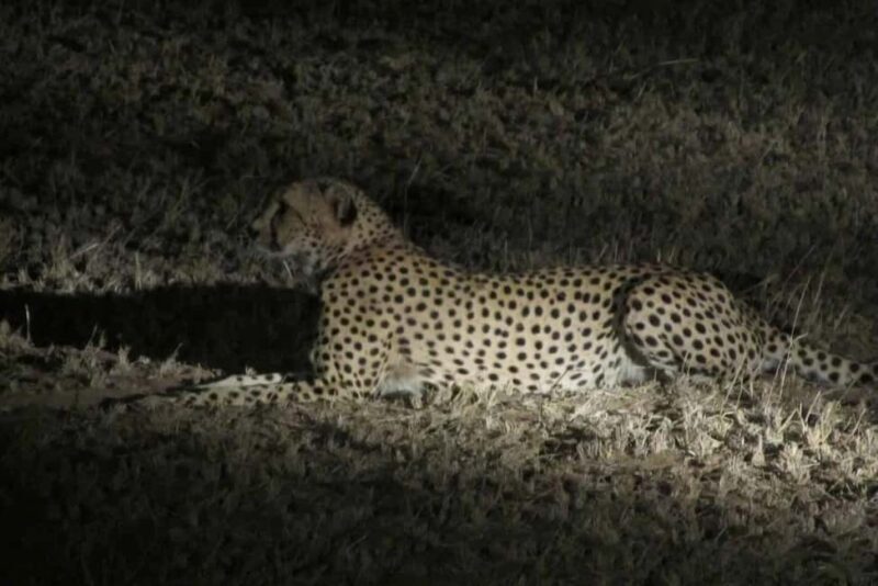 Zambezi Night Game Drive - Quick Introduction