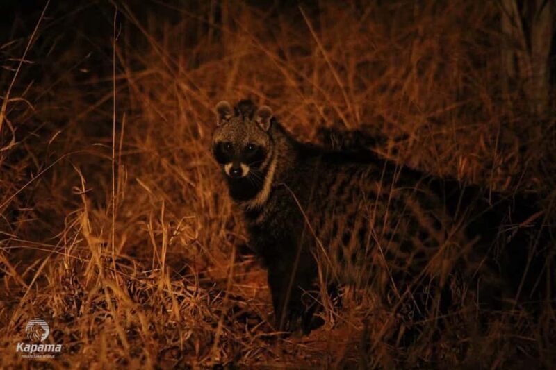 Zambezi Night Game Drive - Why You’ll Love the Zambezi Night Game Drive