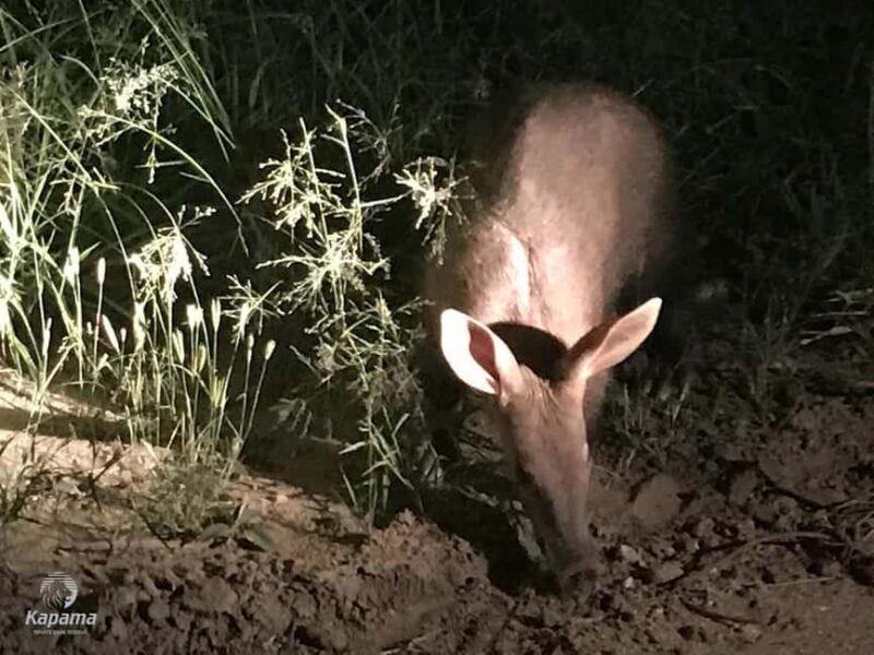 Zambezi Night Game Drive - Authentic Insights from Reviewers