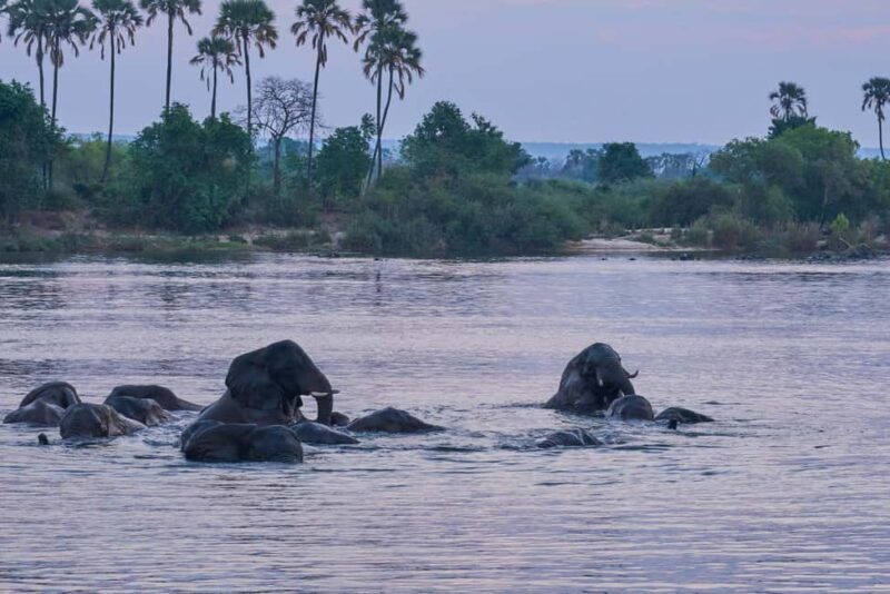 Zambezi River: Dinner Cruise - The Experience in Detail