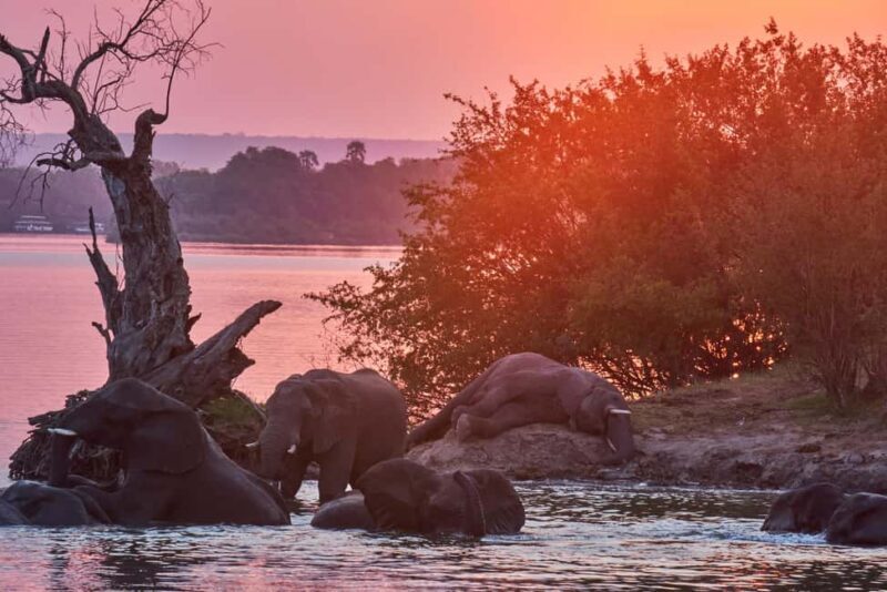 Zambezi River: Dinner Cruise - Who Will Love This Experience?