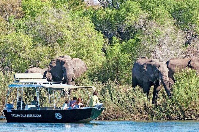 Zambezi River Safari - Authentic Reviews and Insights