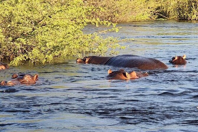 Zambezi River Safari - Who Will Love This Tour?