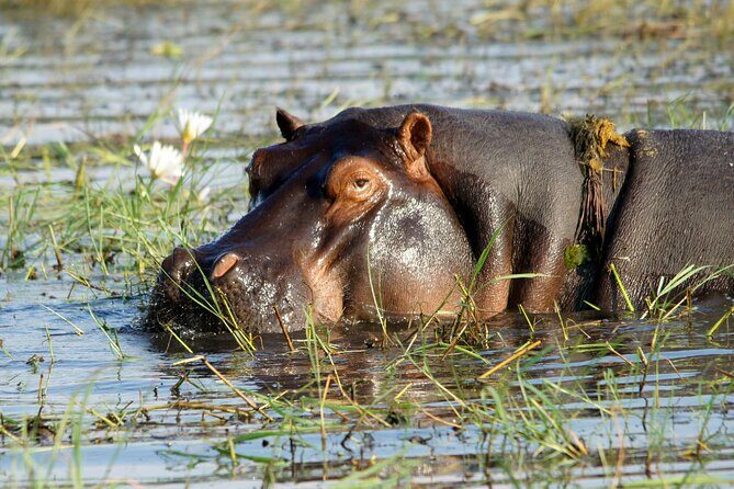Zambezi Sunset Cruise  Wildlife, Drinks & Breathtaking Views - FAQs