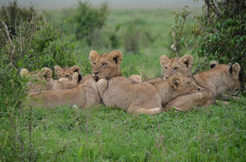 Zambia: Half-Day Horse Riding Safari + Lunch - FAQ