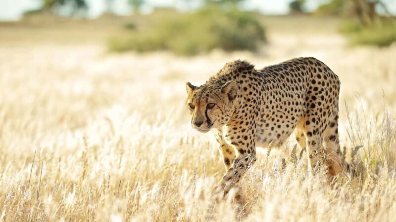 Zannier Game Drive with Hotel Pickup - Is It Worth the Price?