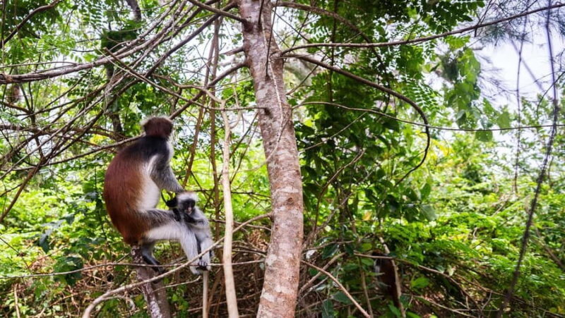 Zanzibar: 1 Day Nakupenda,Prison Island,Jozani Guided Tour - FAQs