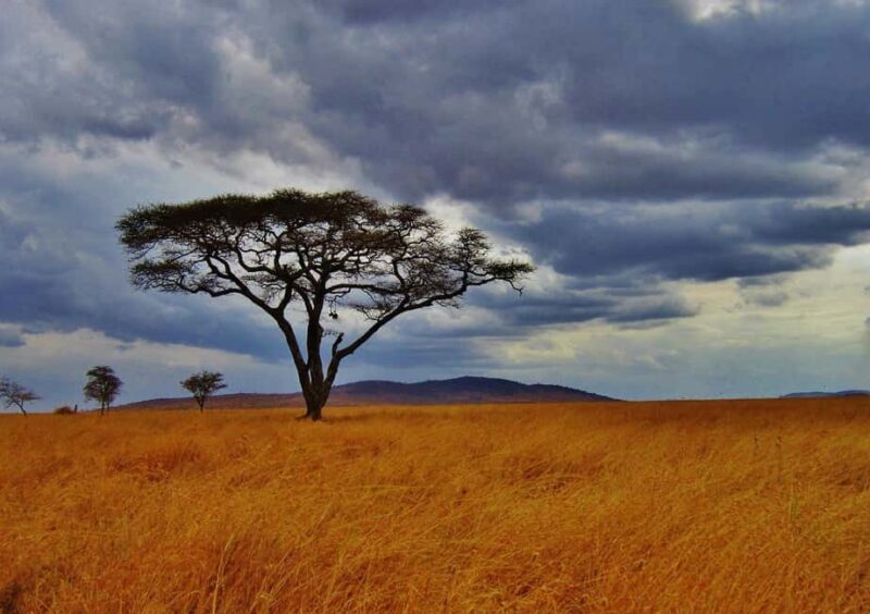 Zanzibar: 2 Day 1 Night Mikumi National Park Tour by Boat - Value and Cost Breakdown