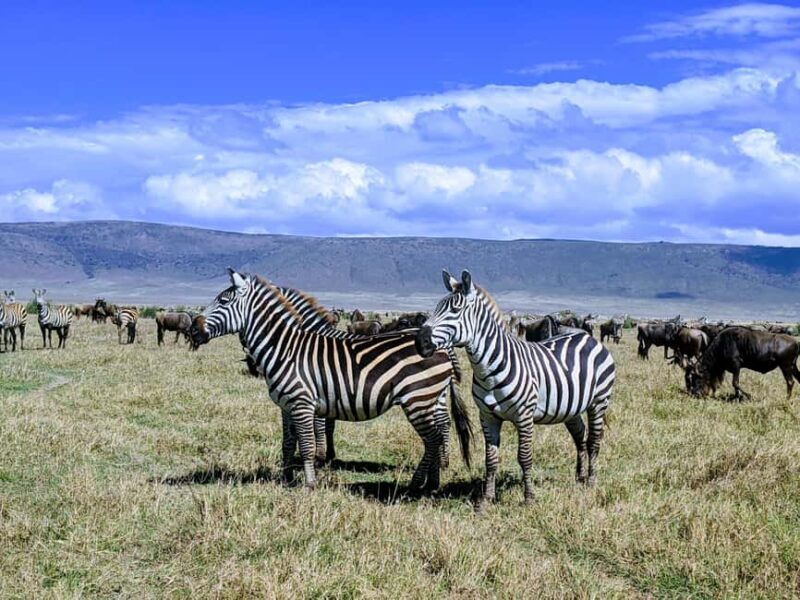 Zanzibar: 2-Day Mikumi National Park Safari - Key Points