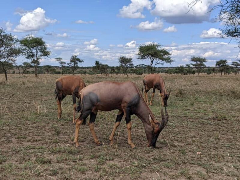 Zanzibar: 2-Day Mikumi National Park Safari - The Itinerary Breakdown