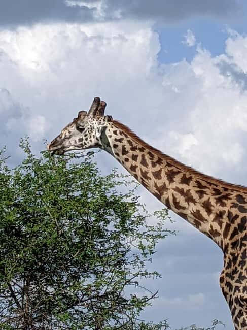 Zanzibar: 2-Day Mikumi National Park Safari - FAQ