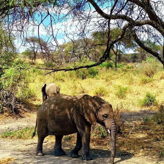 Zanzibar: 2-Day Safari to Tarangire and Ngorongoro - Key Points