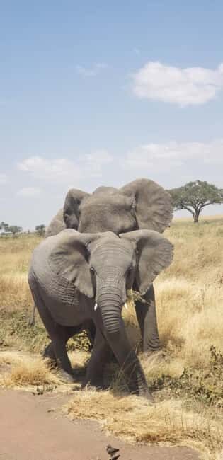Zanzibar: 2-Day Safari to Tarangire and Ngorongoro - Final Thoughts