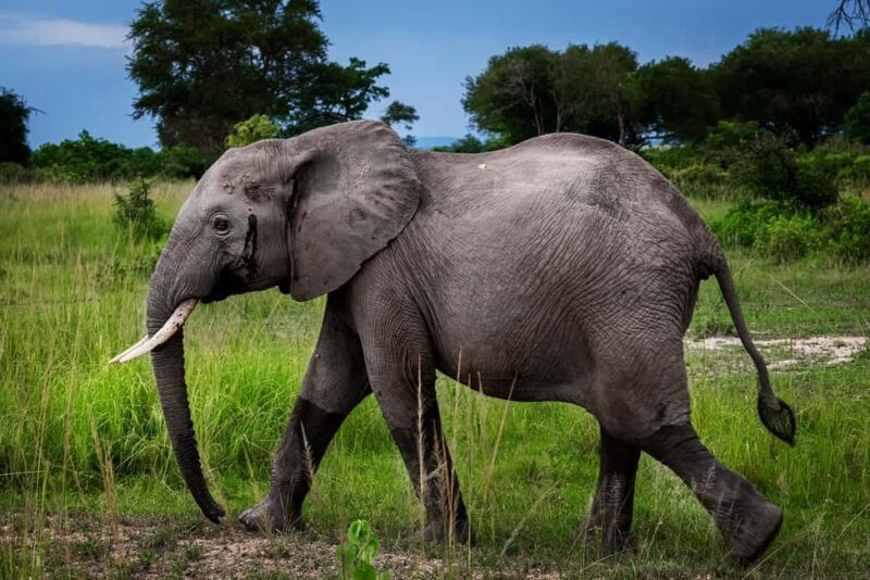 Zanzibar: 2-Day Safari to Tarangire National Park - What Makes This Tour Stand Out?