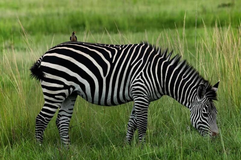 Zanzibar: 2-Day Safari to Tarangire National Park - Final Thoughts