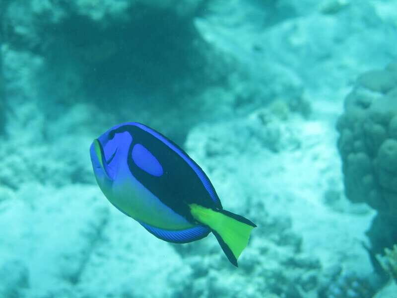 Zanzibar 2 Days PADI Scuba Diver Course (+ 2 OW Dives) Tour - Who Should Consider This Tour?