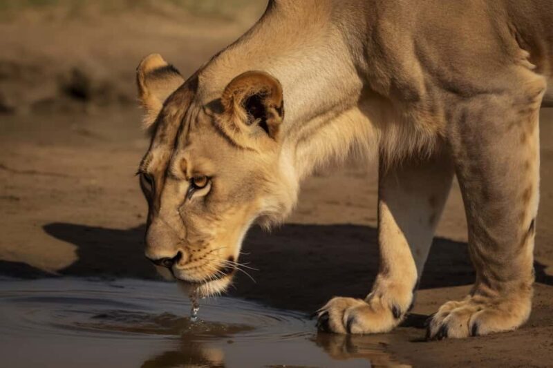 Zanzibar: 3-Day A Quick Fly-in Safari to Serengeti - Authenticity & Review Insights