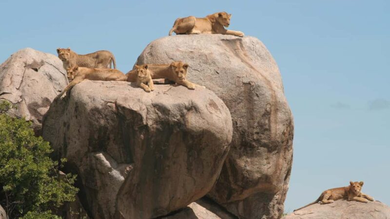 Zanzibar: 3-Day A Quick Fly-in Safari to Serengeti - FAQ