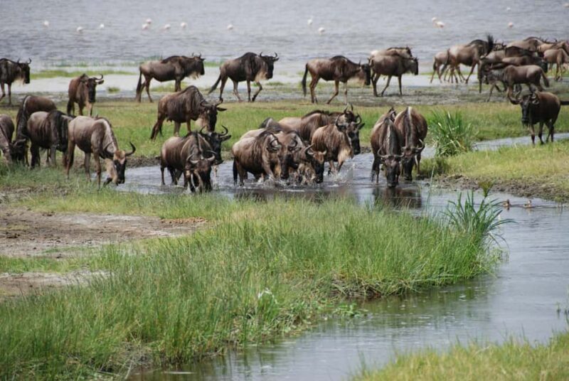 Zanzibar: 3-Day Honeymooners Luxury Fly-In Safari - Key Points