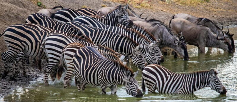 Zanzibar: 3-Day Honeymooners Luxury Fly-In Safari - Beginning the Adventure: From Zanzibar to Serengeti