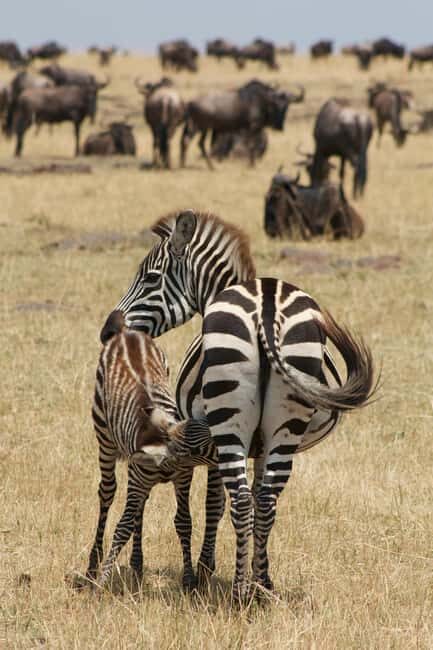 Zanzibar: 3-Day Honeymooners Luxury Fly-In Safari - The Sum Up: A thoughtfully curated safari for lovers of wildlife and comfort