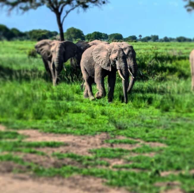 Zanzibar: 3-Day Mikumi National Park Safari with SGR Train - Day 3: Return Journey and Zanzibar