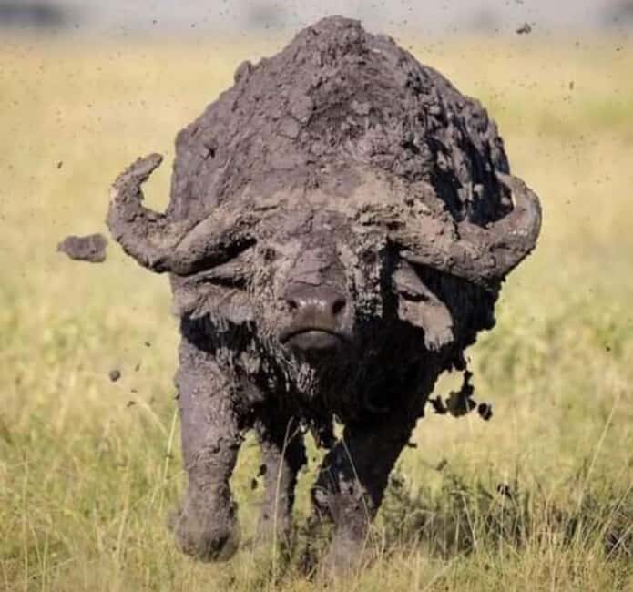 Zanzibar: 3-Day Mikumi National Park Safari with SGR Train - Authentic Experiences from Past Travelers