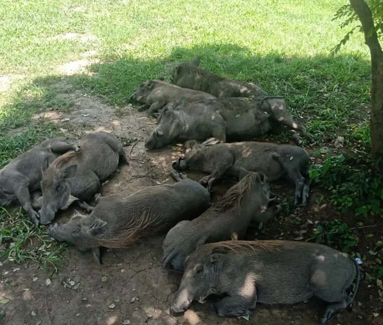 Zanzibar: 3-Day Mikumi National Park Safari with SGR Train - Final Thoughts on Value and Suitability