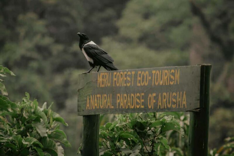 Zanzibar: 3-Day Safari to Tarangire, Ngorongoro, & Arusha - Zanzibar: 3-Day Safari to Tarangire, Ngorongoro, & Arusha