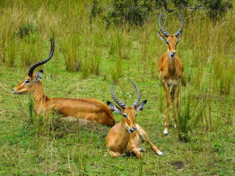 Zanzibar: 3-Day Safari to Tarangire, Ngorongoro, & Arusha - A Few Considerations
