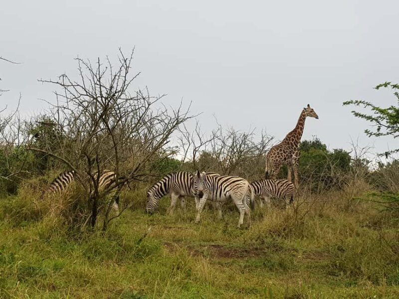 Zanzibar: 3-Day Safari to Tarangire, Ngorongoro, & Arusha - FAQ