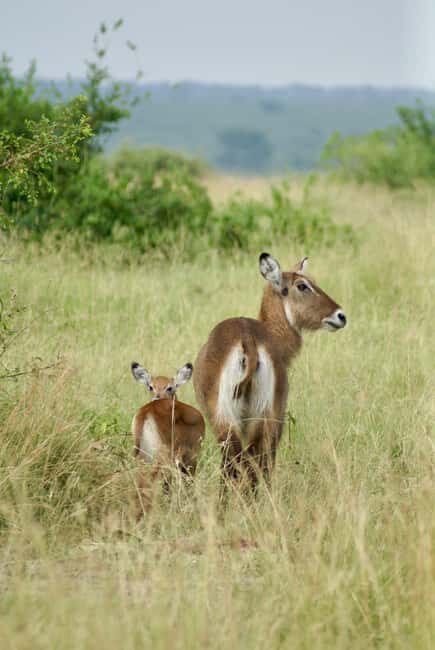 Zanzibar: 3-Day Safari to Tarangire, Ngorongoro, & Arusha - The Sum Up