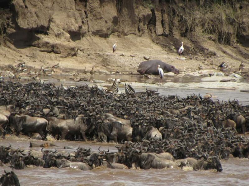 Zanzibar: 3-Day Serengeti Safari with Flights - Zanzibar: 3-Day Serengeti Safari with Flights — A Complete Review