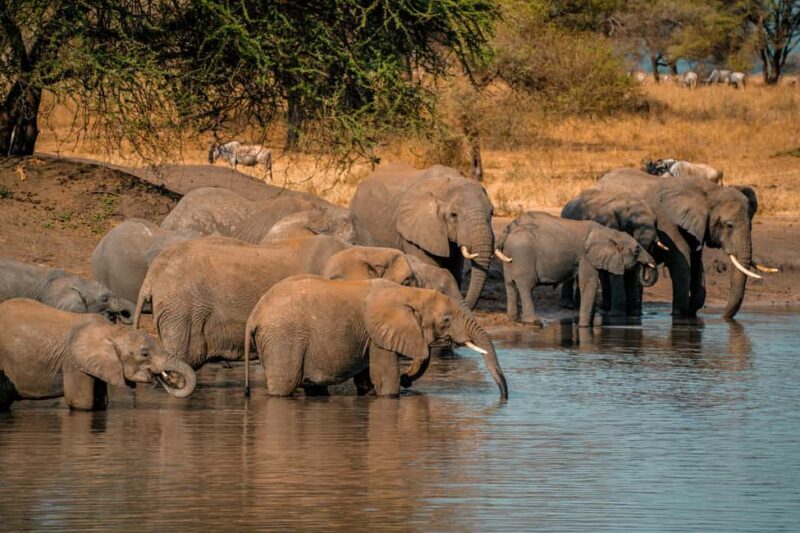 Zanzibar: 3-Day Serengeti Safari with Flights - Key Points  