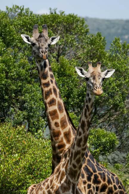 Zanzibar: 3-Day Serengeti Safari with Flights - A Day-by-Day Breakdown of the Experience