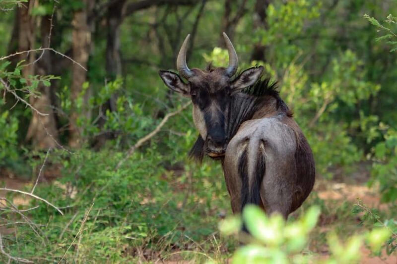 Zanzibar: 3 Days 2 Nights Mikumi Safari and Maasai Tour - The Sum Up