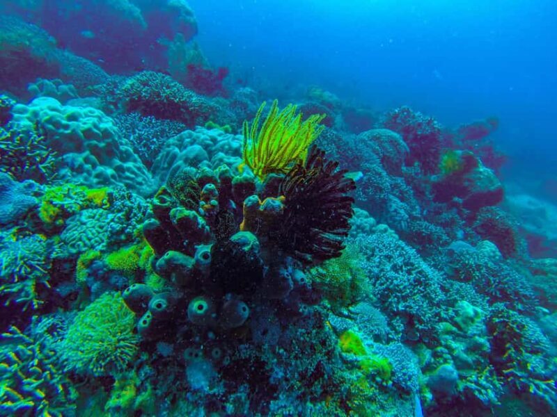 Zanzibar 3 Days Scuba Diving six dive: blue trip experience - Diving Locations and Marine Life  