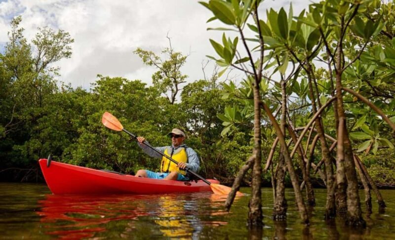 Zanzibar: 3-hour Kayak Tour through the Mangrove Forest - Exploring the Experience in Detail