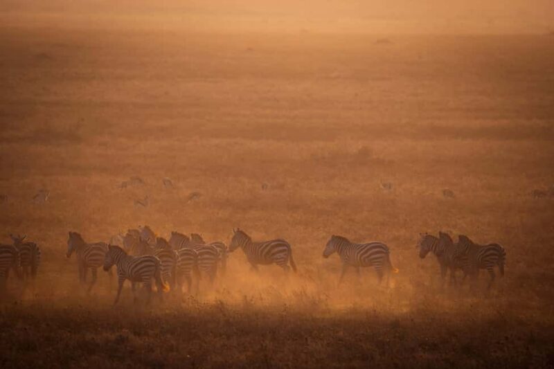 Zanzibar: 4-Day Serengeti & Ngorongoro Fly-In Safari - Key Points