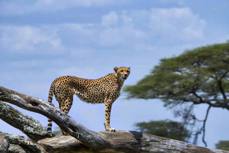 Zanzibar: 4-Day Tarangire, Serengeti & Ngorongoro Safari - Discovering Tanzania’s Wildlife on a 4-Day Safari from Zanzibar